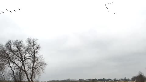 Flocks of Cranes (?) gathering for lunch on a Sunday afternoon.