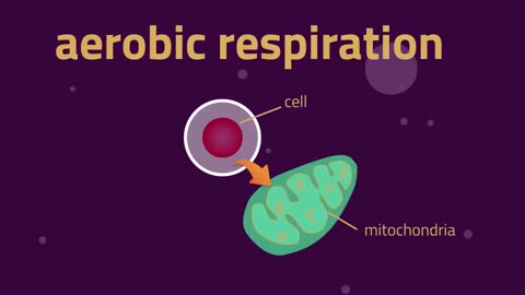 What is aerobic respiration .