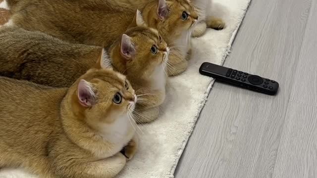 Cats watching TV!