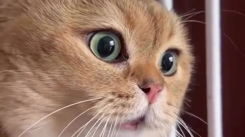 Cute cat