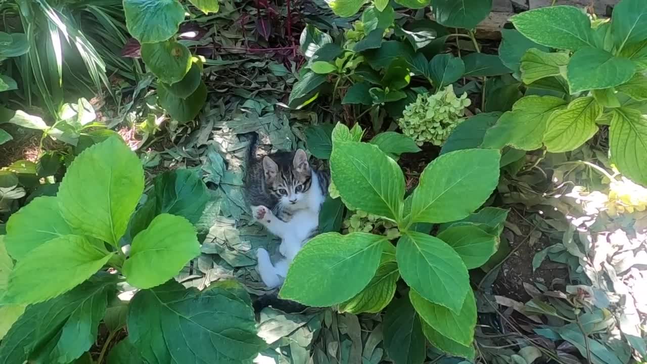 Cute kittens are wrestling among the plants in my garden