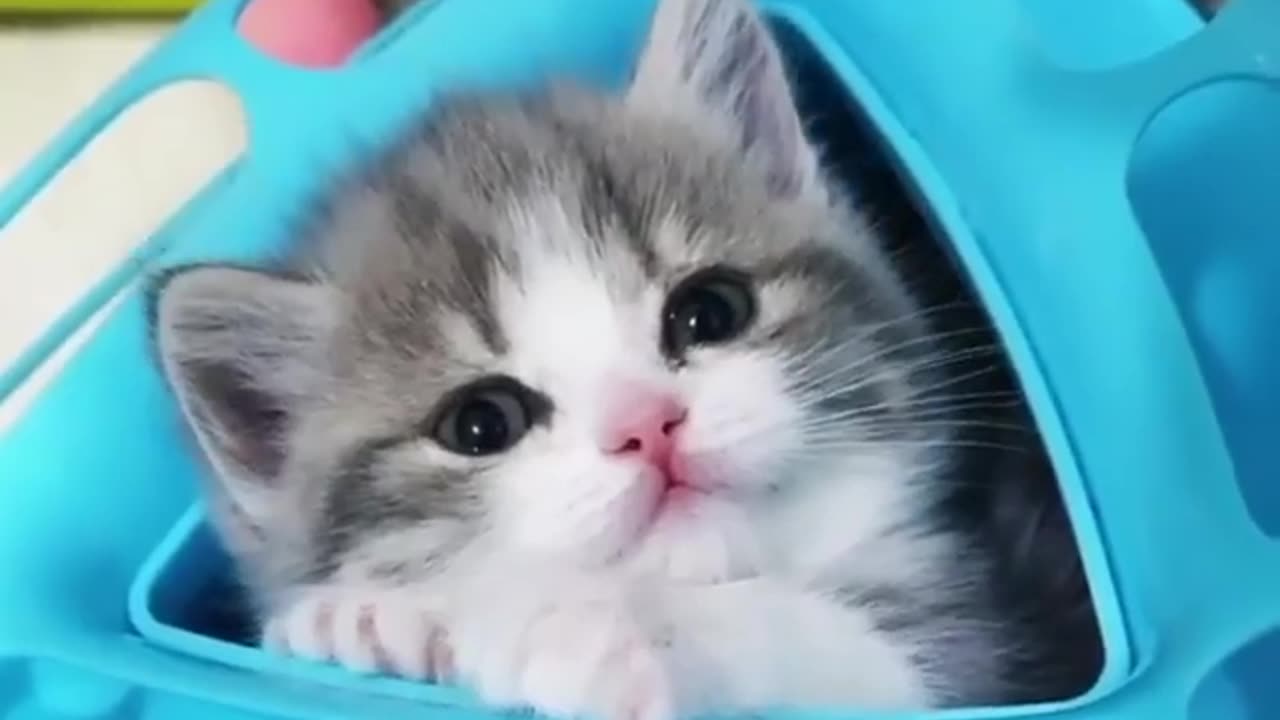 Cute Cat