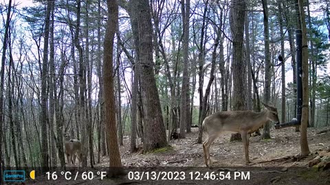 The Woods – 03/14/2023