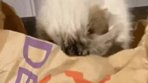 Cute Cat Gif