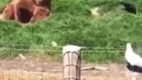 vídeos aleatórios assiste e seja bem vindo