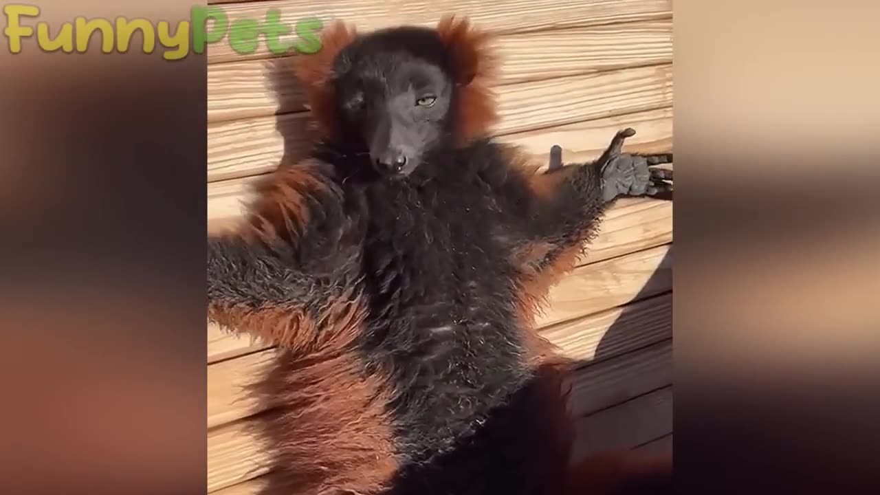 Best LOL Animal Videos 2023