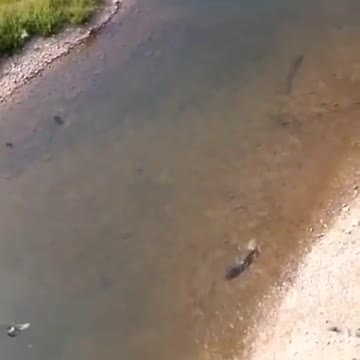 Catfish on the hunt. 👌