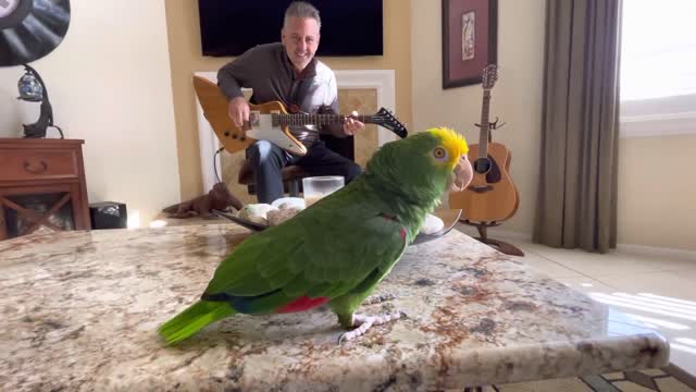 Classic Sammy Montage - Singing Bird - Tico