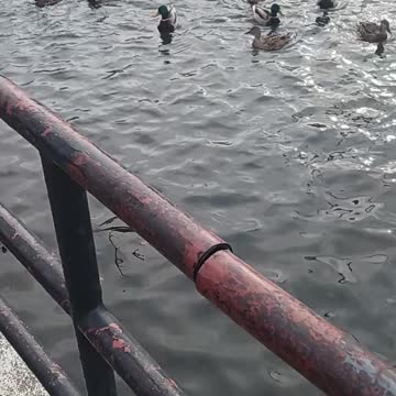 Ducks and seagulls