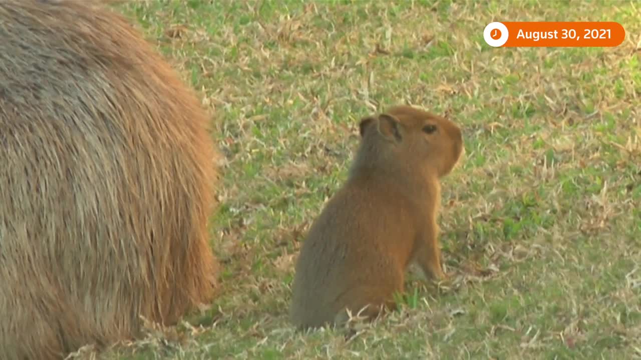 Capybaras move into residential area in Argentina