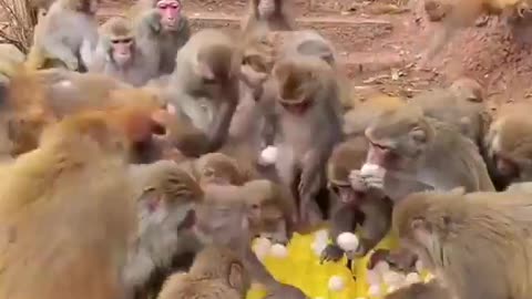 Monkeys 🐒 egg 🥚 eating 😋 🤣 👌 😍