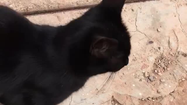 A pet cat plays with its owner