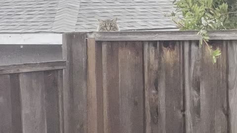 Neighbor Cat Staring into my Soul