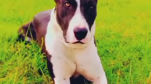 bully dog