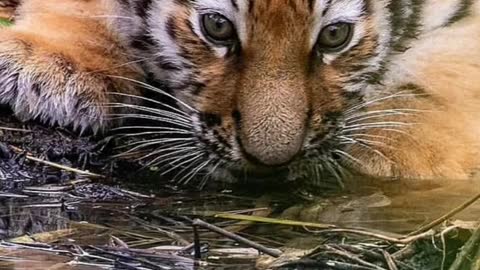 The Year of the Tiger is coming