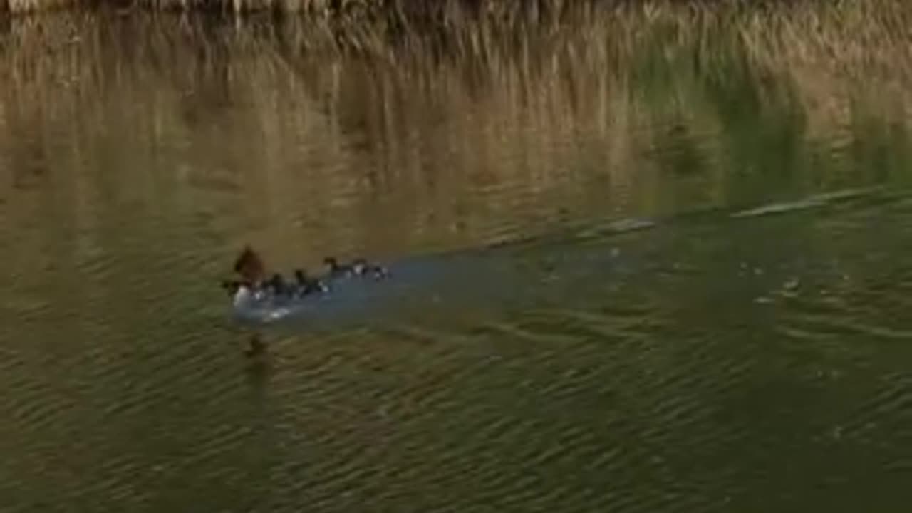 Ducklings Following Their Mother