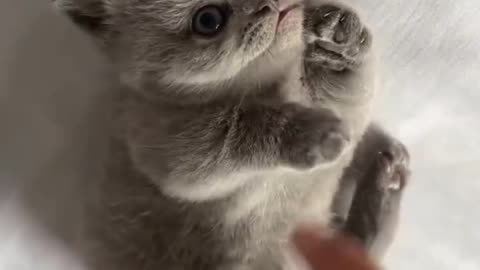 #cat