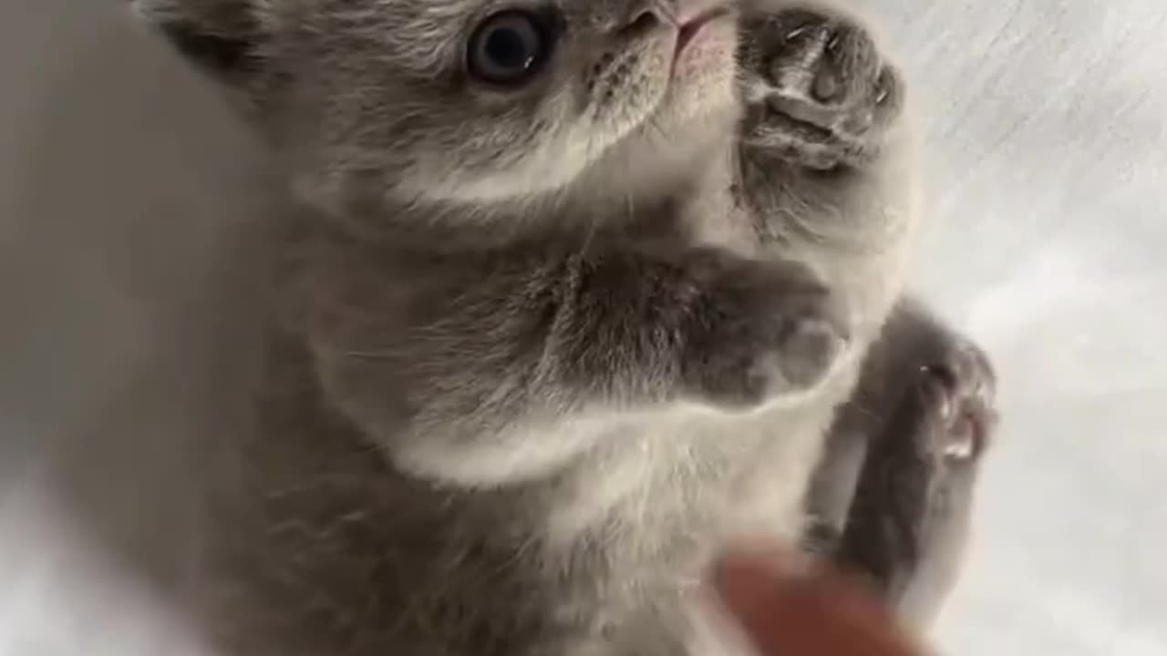 #cat