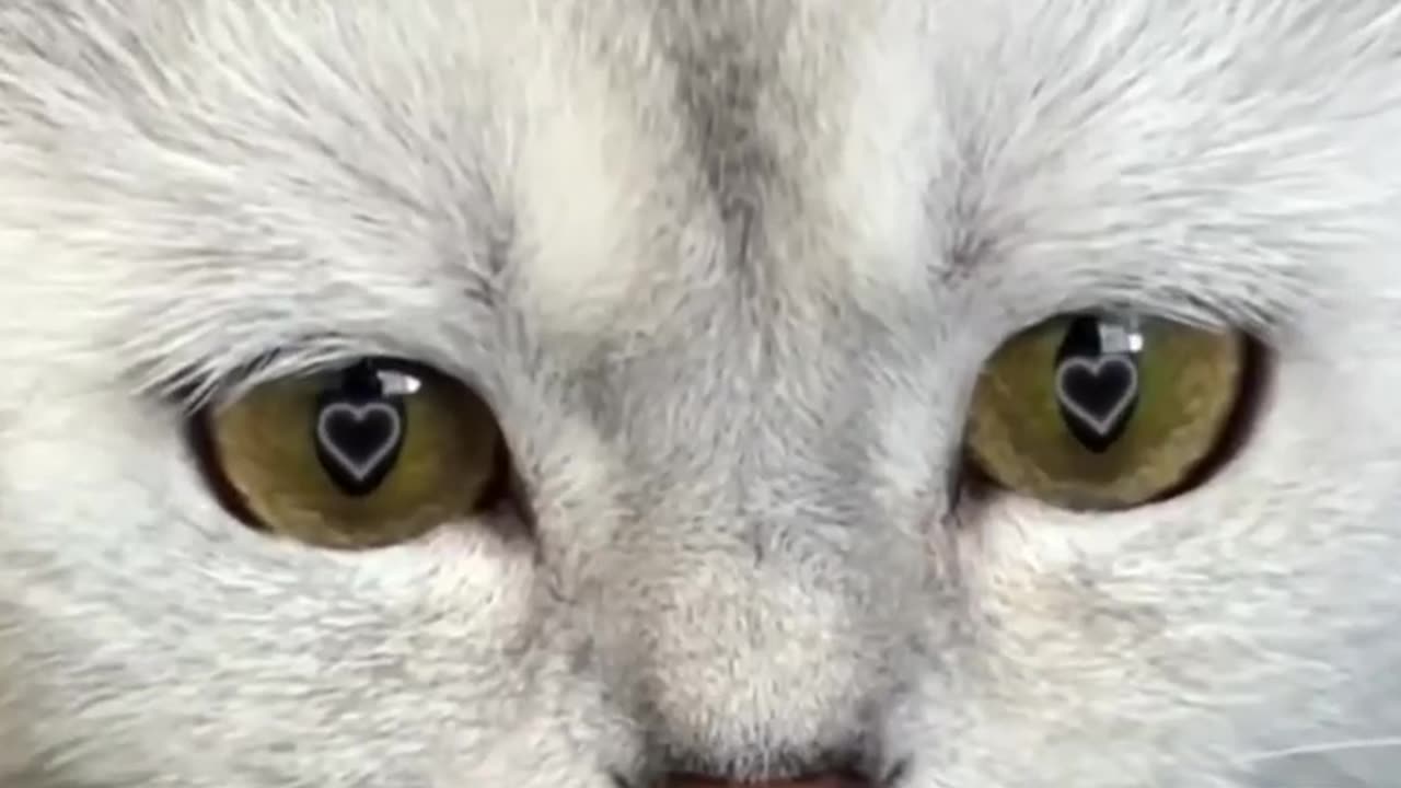 Cat's love Story . Very Funny video