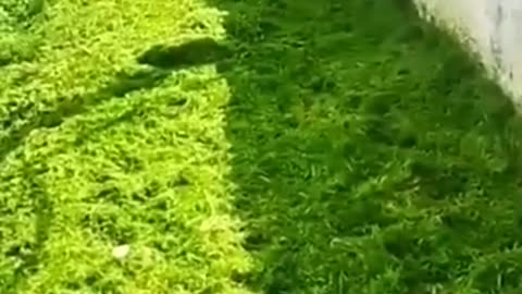 FUNNY CAT AND DOG 🤣