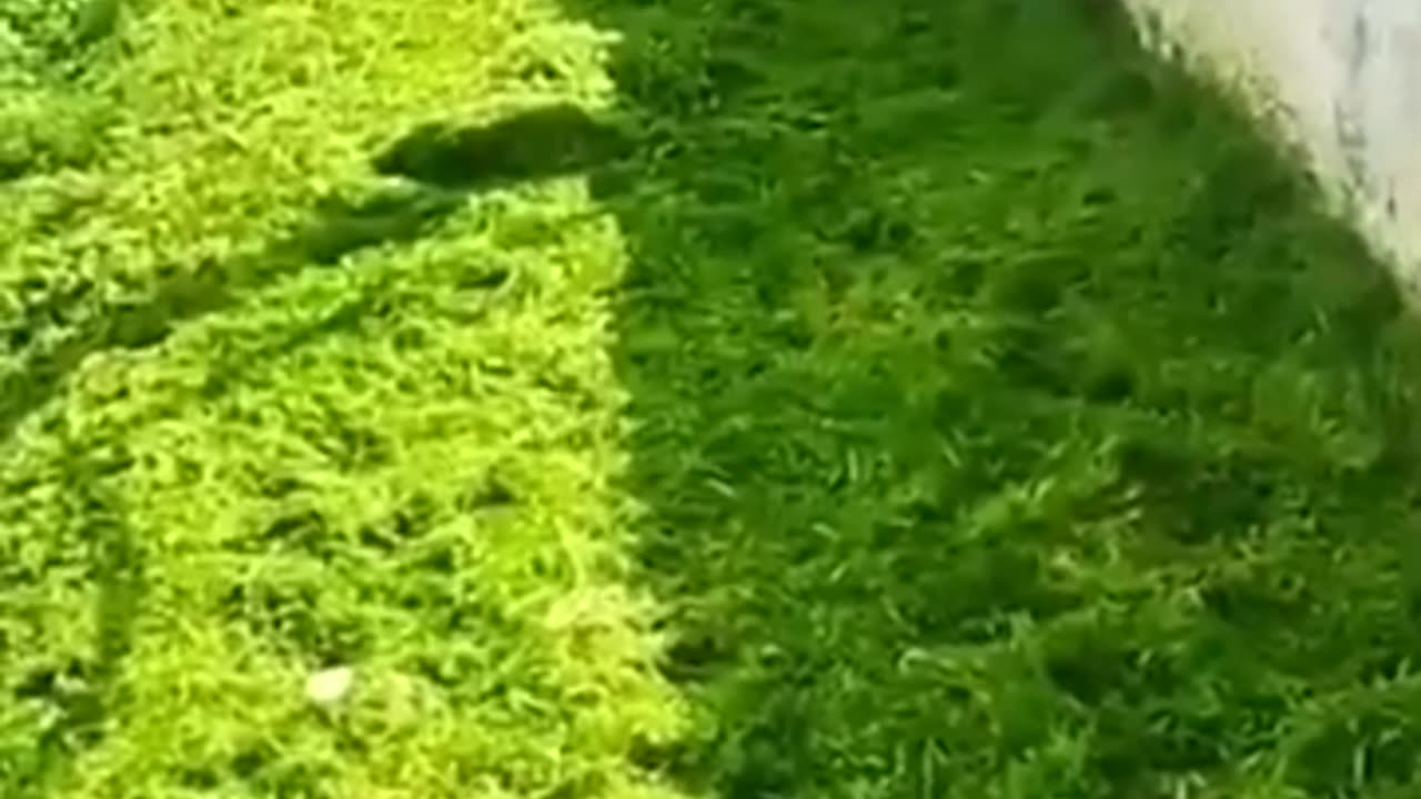 FUNNY CAT AND DOG 🤣