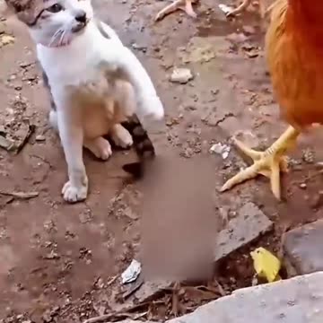 Cat vs Chicken