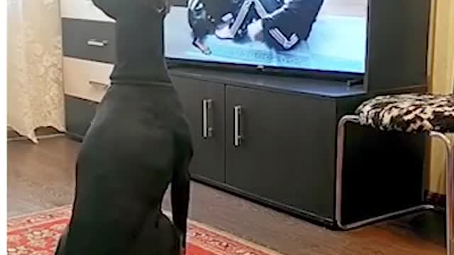 Dog exercising while watching television