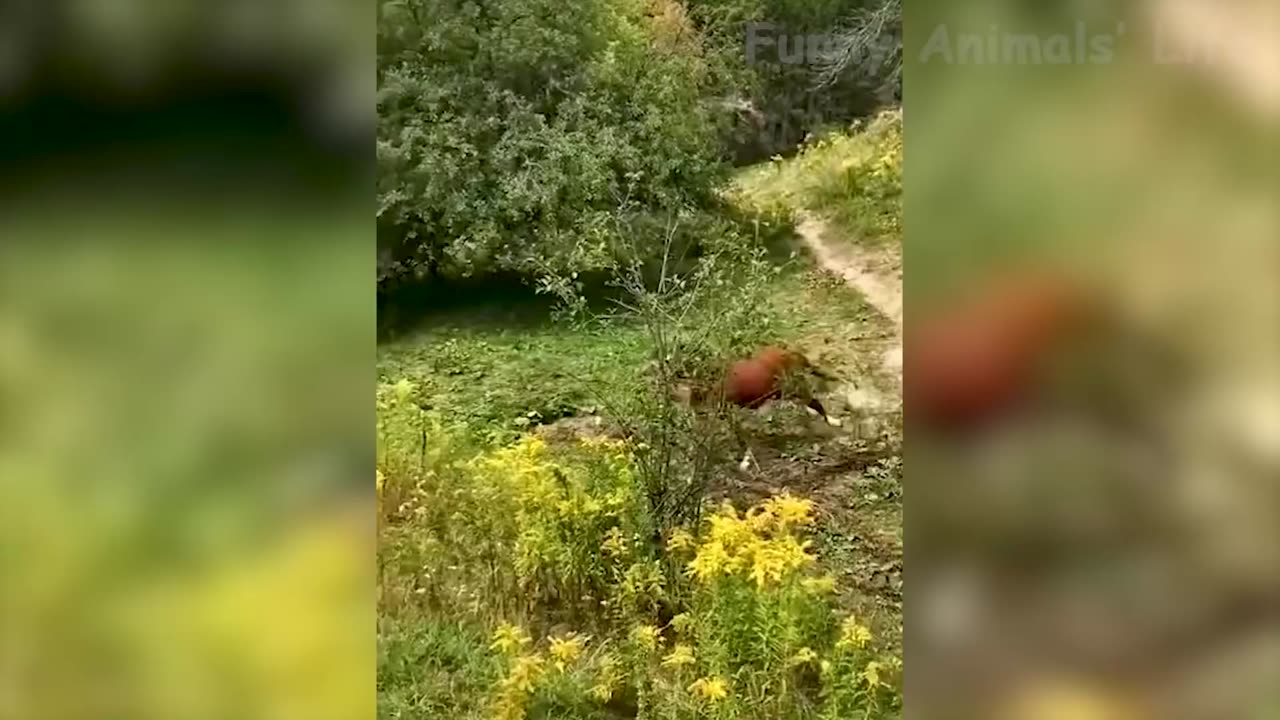 funny moment for animals