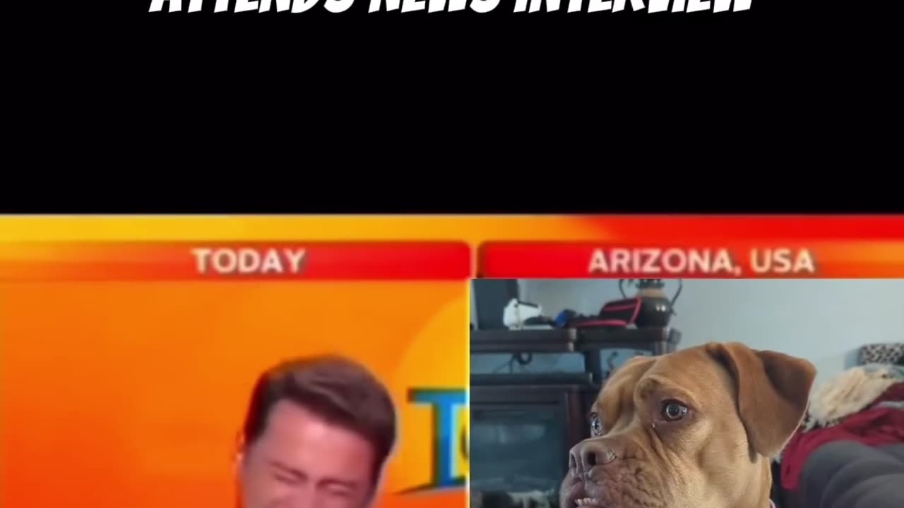 Dog accidentally attends news interview