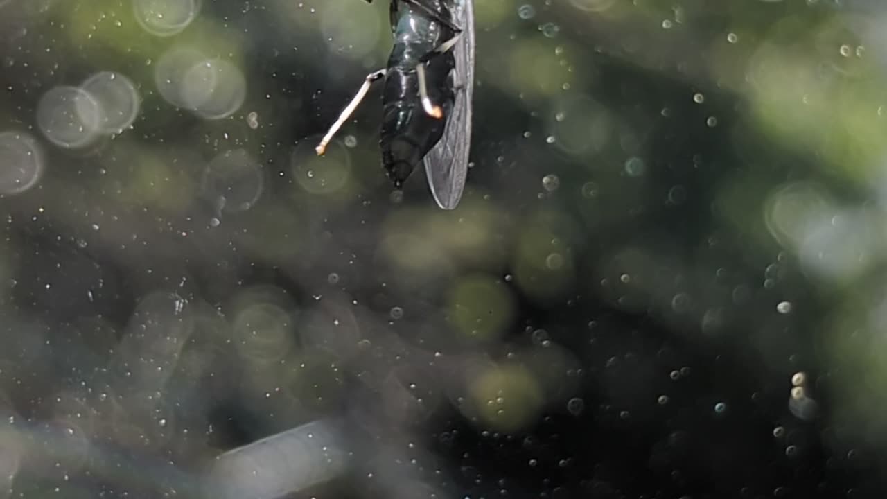 Cicada Killer? Closeup on the window