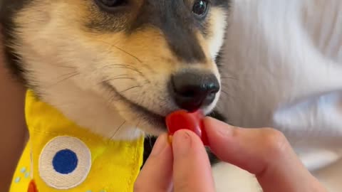 salad news：My pet dog likes eating salad