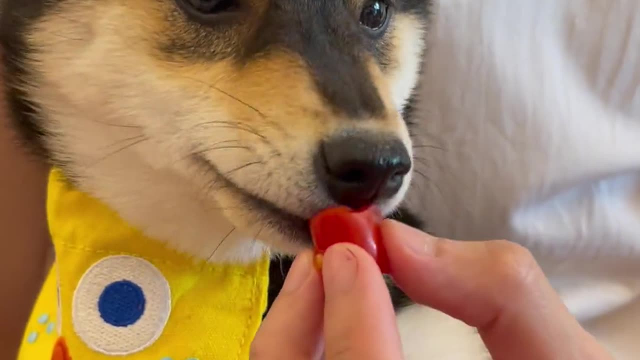 salad news：My pet dog likes eating salad