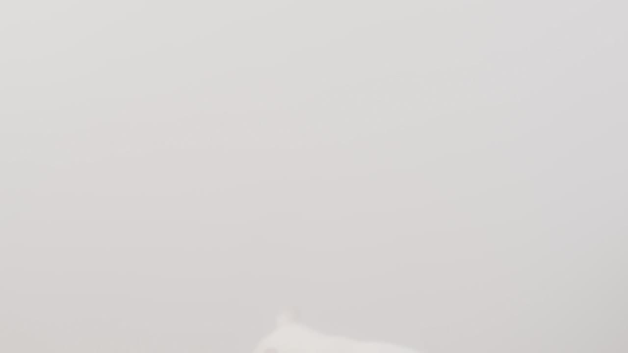 Two Leucistic Sugar Gliders