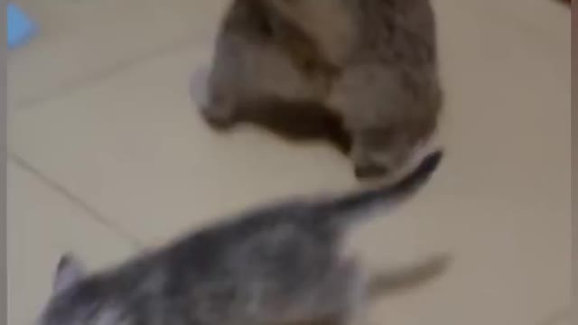Cat is Funny