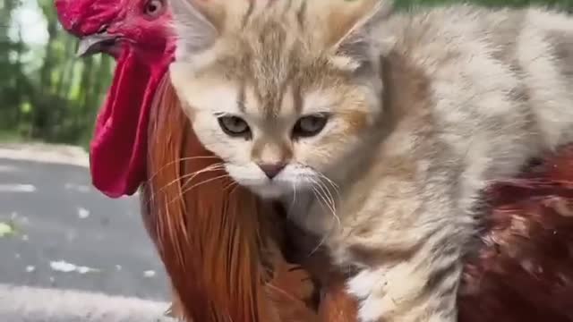 OMG the cat is sitting on top of the chicken