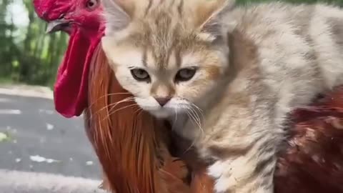 OMG the cat is sitting on top of the chicken