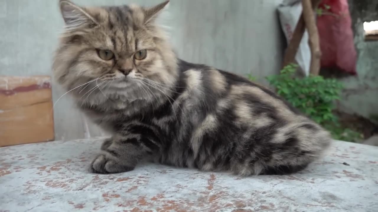 Cat react with Stranger