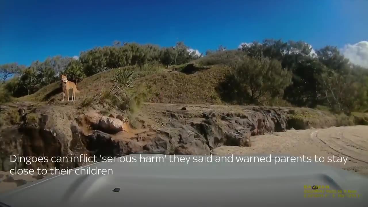 Dingo bites sunbathing tourist in Queensland