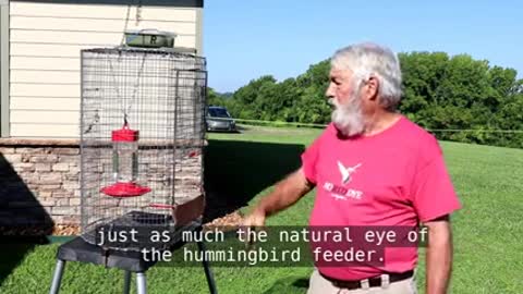 How to Catch a Hummingbird_1