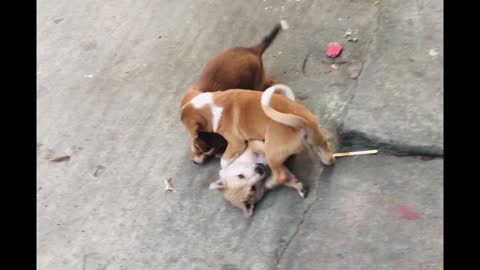 Puppy’ playing.