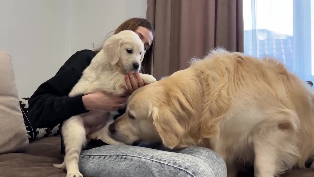 Golden Retriever Reacts to Golden Retriever Puppy