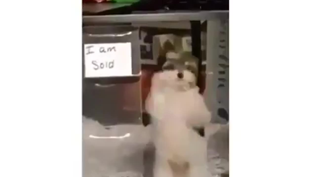 When you can't wait to show your new owner, your dance moves 🩰