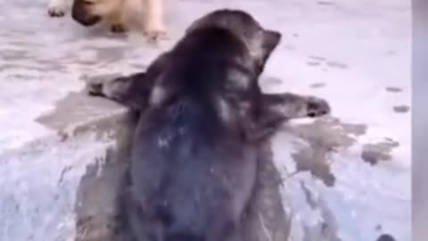 Cute puppy helping video ☺☺