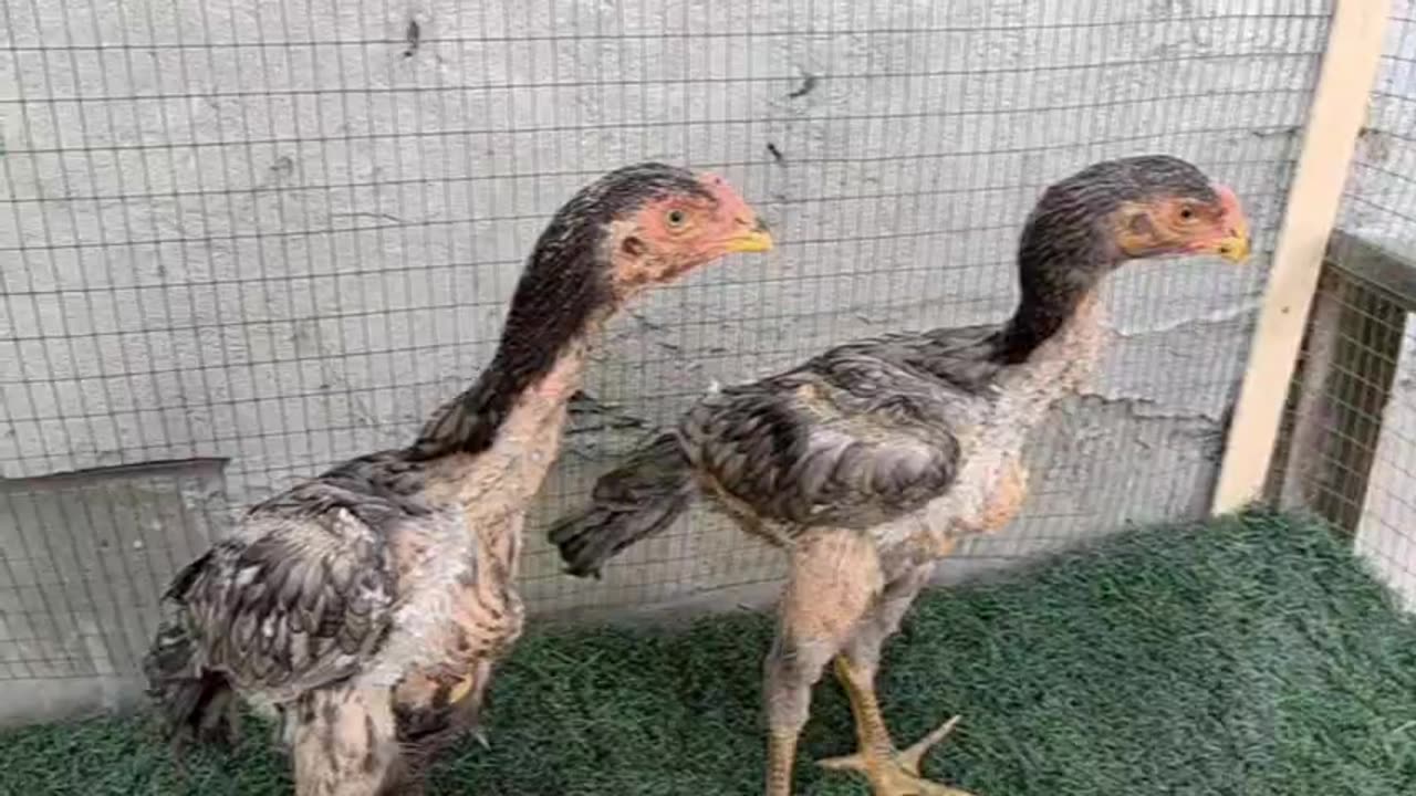 Young fighting cocks #2