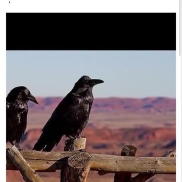 Ravens
