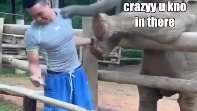 FUNNY ELEPHANT 🐘😂