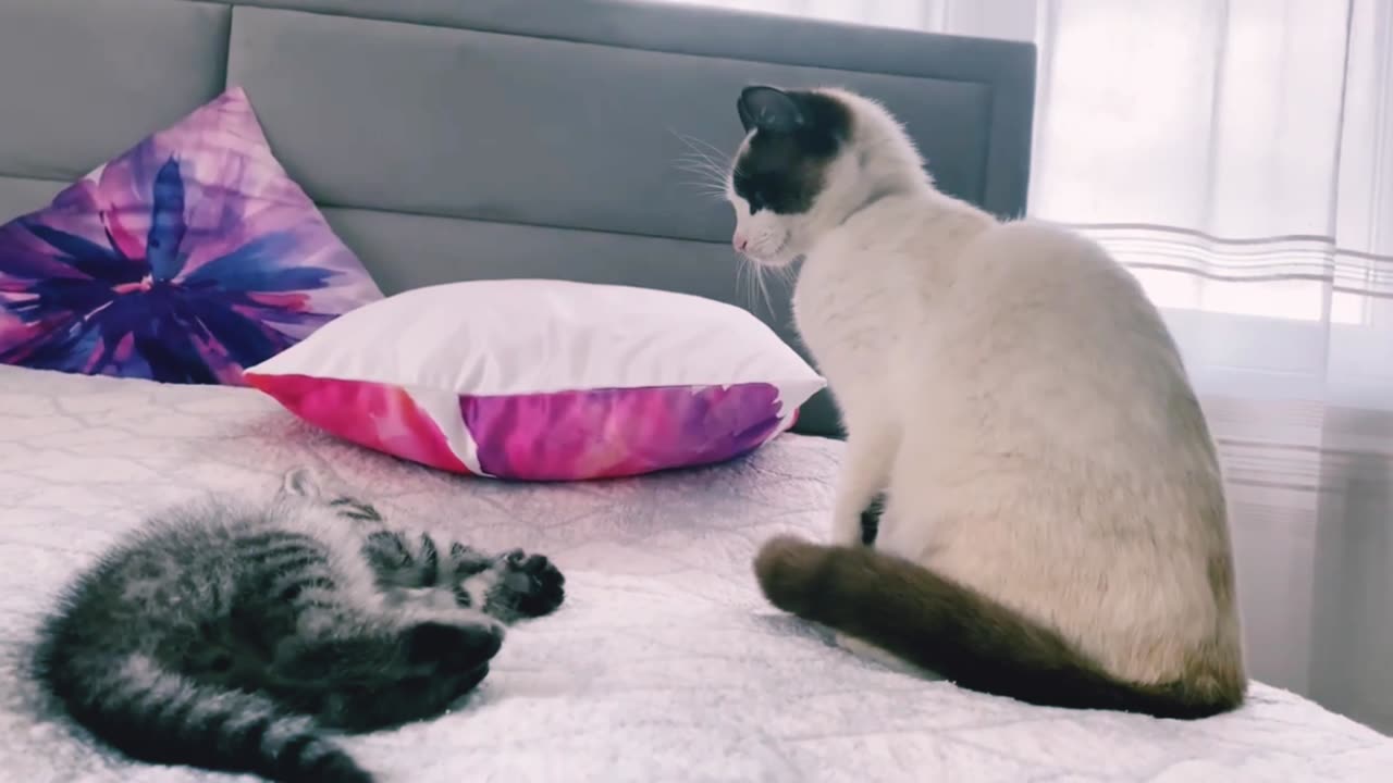 How a Cat and a Kitten try to make friends