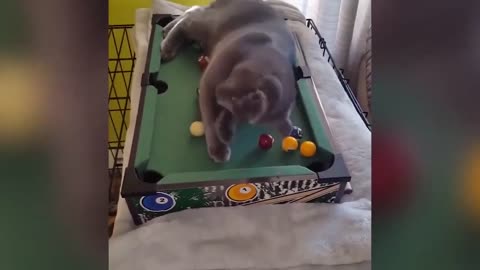 cats playing