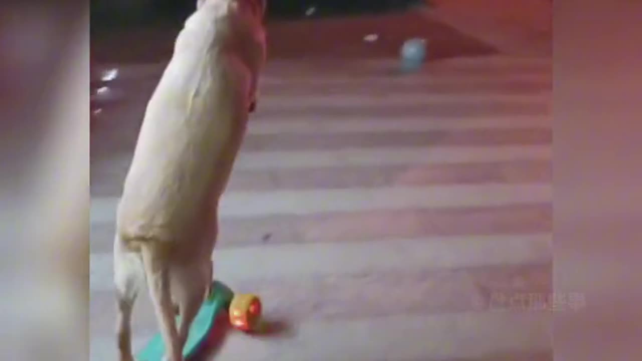 Funny dogs shorts | very funny video