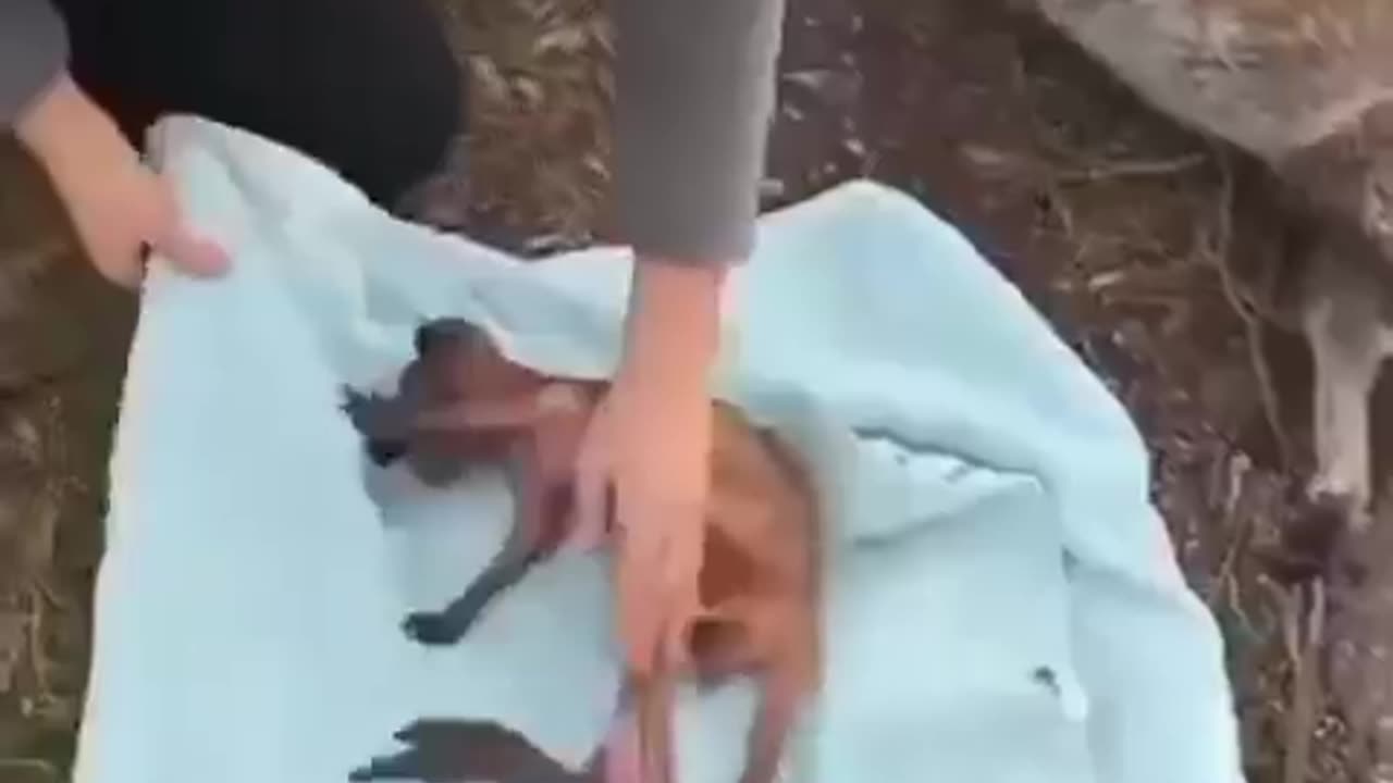 Rescued A Just Born Kangaroo Baby #shorts #shortsvideo #video #viral